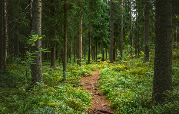 Sähköpyöräretki talvisessa Lapin luonnossa